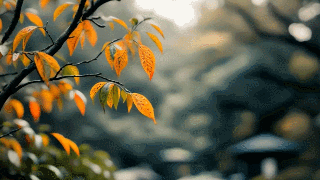 07.gif